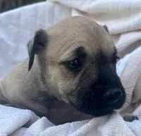 Dolly , a female Miniature Schnauzer and Bullmastiff for sale in Leesburg, FL – Photo 9 of 9