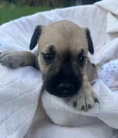 Dolly , a female Miniature Schnauzer and Bullmastiff for sale in Leesburg, FL – Photo 3 of 9