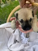 Dolly , a female Miniature Schnauzer and Bullmastiff for sale in Leesburg, FL – Photo 4 of 9