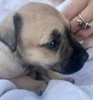 Dolly , a female Miniature Schnauzer and Bullmastiff for sale in Leesburg, FL – Photo 2 of 9