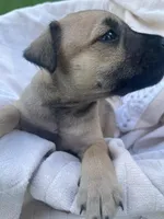 Dolly , a female Miniature Schnauzer and Bullmastiff for sale in Leesburg, FL – Photo 5 of 9