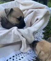 Dolly , a female Miniature Schnauzer and Bullmastiff for sale in Leesburg, FL – Photo 8 of 9