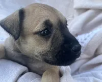 Dolly , a female Miniature Schnauzer and Bullmastiff for sale in Leesburg, FL – Photo 6 of 9