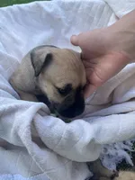 Dolly , a female Miniature Schnauzer and Bullmastiff for sale in Leesburg, FL – Photo 7 of 9