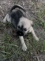 Ellie may , a female Miniature Schnauzer and Bullmastiff for sale in Leesburg, FL – Photo 10 of 10