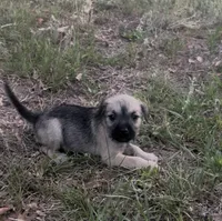 Ellie may , a female Miniature Schnauzer and Bullmastiff for sale in Leesburg, FL – Photo 8 of 10