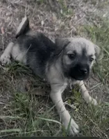 Ellie may , a female Miniature Schnauzer and Bullmastiff for sale in Leesburg, FL – Photo 4 of 10