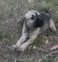 Ellie may , a female Miniature Schnauzer and Bullmastiff for sale in Leesburg, FL – Photo 5 of 10