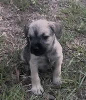 Ellie may , a female Miniature Schnauzer and Bullmastiff for sale in Leesburg, FL – Photo 6 of 10