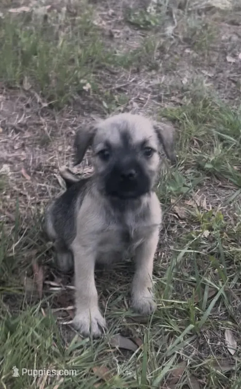 Ellie may  – Miniature Schnauzer, Bullmastiff puppy for sale in Leesburg, FL