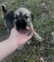 Ellie may , a female Miniature Schnauzer and Bullmastiff for sale in Leesburg, FL – Photo 7 of 10