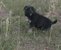 Charlie, a male Miniature Schnauzer and Bullmastiff for sale in Leesburg, FL – Photo 6 of 8
