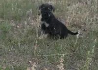 Charlie, a male Miniature Schnauzer and Bullmastiff for sale in Leesburg, FL – Photo 4 of 8