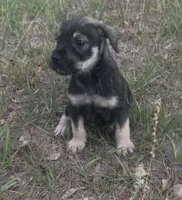 Charlie, a male Miniature Schnauzer and Bullmastiff for sale in Leesburg, FL – Photo 3 of 8