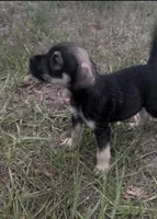 Charlie, a male Miniature Schnauzer and Bullmastiff for sale in Leesburg, FL – Photo 7 of 8