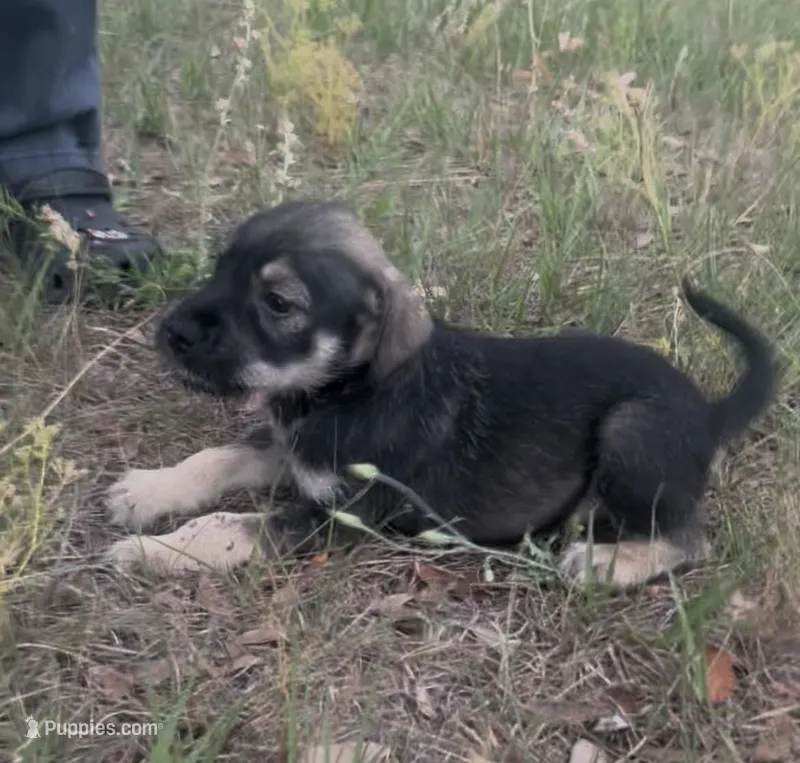 Charlie – Miniature Schnauzer, Bullmastiff puppy for sale in Leesburg, FL