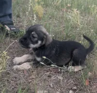 Charlie, a male Miniature Schnauzer and Bullmastiff for sale in Leesburg, FL – Photo 1 of 8