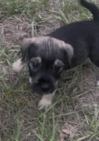 Charlie, a male Miniature Schnauzer and Bullmastiff for sale in Leesburg, FL – Photo 5 of 8