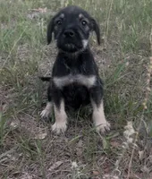 Charlie, a male Miniature Schnauzer and Bullmastiff for sale in Leesburg, FL – Photo 2 of 8