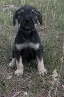 Charlie, a male Miniature Schnauzer and Bullmastiff for sale in Leesburg, FL – Photo 8 of 8