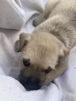 Brutus , a male Miniature Schnauzer and Bullmastiff for sale in Leesburg, FL – Photo 5 of 10