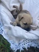 Brutus , a male Miniature Schnauzer and Bullmastiff for sale in Leesburg, FL – Photo 7 of 10