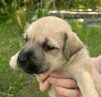 Brutus , a male Miniature Schnauzer and Bullmastiff for sale in Leesburg, FL – Photo 2 of 10