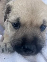 Brutus , a male Miniature Schnauzer and Bullmastiff for sale in Leesburg, FL – Photo 8 of 10