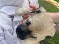 Brutus , a male Miniature Schnauzer and Bullmastiff for sale in Leesburg, FL – Photo 10 of 10