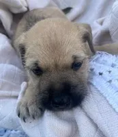 Brutus , a male Miniature Schnauzer and Bullmastiff for sale in Leesburg, FL – Photo 9 of 10