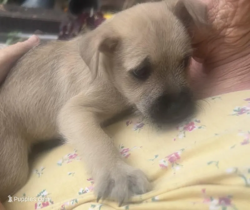 Brutus  – Miniature Schnauzer, Bullmastiff puppy for sale in Leesburg, FL