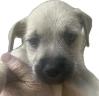 Brutus , a male Miniature Schnauzer and Bullmastiff for sale in Leesburg, FL – Photo 6 of 10