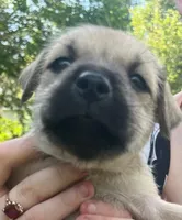 Brutus , a male Miniature Schnauzer and Bullmastiff for sale in Leesburg, FL – Photo 3 of 10