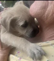 Brutus , a male Miniature Schnauzer and Bullmastiff for sale in Leesburg, FL – Photo 4 of 10