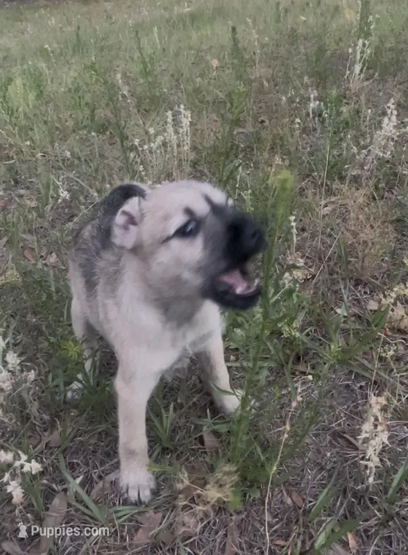 Luna belle – Miniature Schnauzer, Bullmastiff puppy for sale in Leesburg, FL