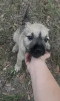 Luna belle, a female Miniature Schnauzer and Bullmastiff for sale in The Villages, FL – Photo 2 of 10