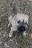 Luna belle, a female Miniature Schnauzer and Bullmastiff for sale in The Villages, FL – Photo 9 of 10