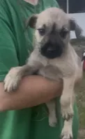 Luna belle, a female Miniature Schnauzer and Bullmastiff for sale in The Villages, FL – Photo 3 of 10