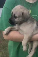 Luna belle, a female Miniature Schnauzer and Bullmastiff for sale in The Villages, FL – Photo 5 of 10