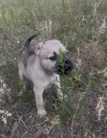 Luna belle, a female Miniature Schnauzer and Bullmastiff for sale in The Villages, FL – Photo 6 of 10