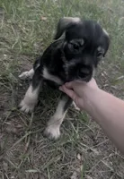 Prince, a male Miniature Schnauzer and Bullmastiff for sale in The Villages, FL – Photo 8 of 9