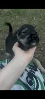 Prince, a male Miniature Schnauzer and Bullmastiff for sale in The Villages, FL – Photo 6 of 9