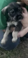 Prince, a male Miniature Schnauzer and Bullmastiff for sale in The Villages, FL – Photo 4 of 9