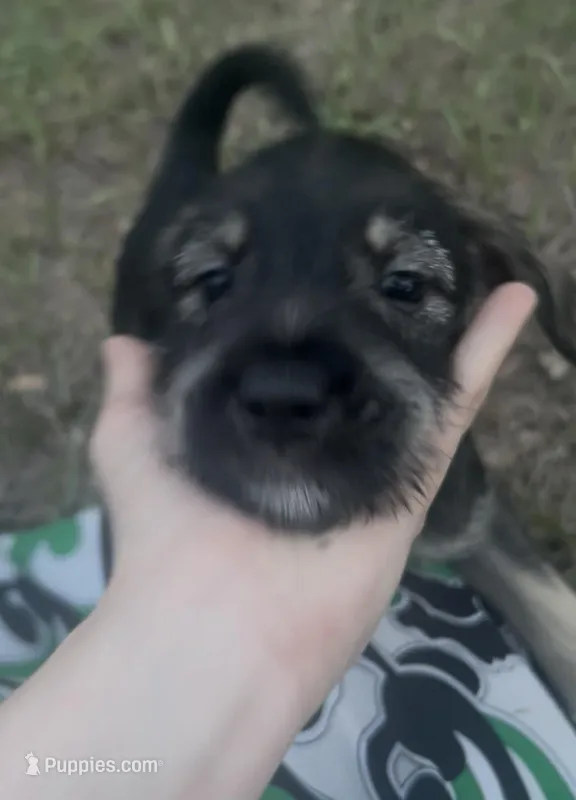 Prince – Miniature Schnauzer, Bullmastiff puppy for sale in Leesburg, FL