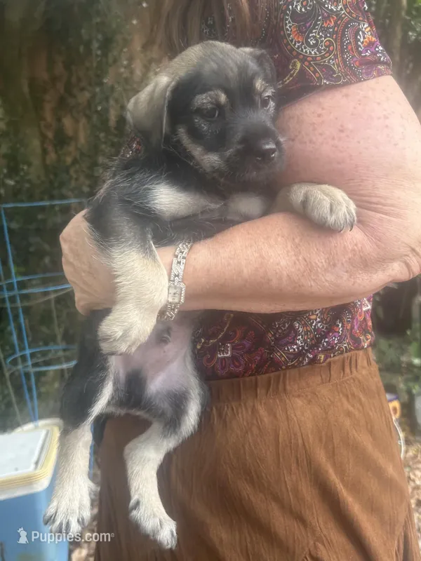 Prince – Miniature Schnauzer, Bullmastiff puppy for sale in Leesburg, FL