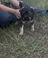 Prince, a male Miniature Schnauzer and Bullmastiff for sale in The Villages, FL – Photo 9 of 9