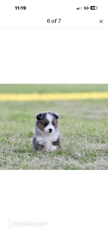 Beau – Toy Australian Shepherd puppy for sale in San Diego, CA