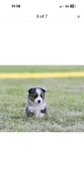 Beau, a male Toy Australian Shepherd for sale in San Diego, CA – 1 of 6