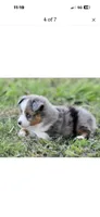Beau, a male Toy Australian Shepherd for sale in San Diego, CA – 2 of 6