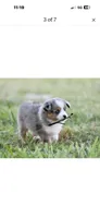 Beau, a male Toy Australian Shepherd for sale in San Diego, CA – 5 of 6